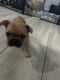 French Bulldog Puppies for sale in Deerfield Beach, Florida. price: $3,500