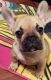 French Bulldog Puppies for sale in Abbeville, AL 36310, USA. price: NA