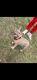 French Bulldog Puppies for sale in Springfield, Massachusetts. price: $2,000