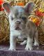 French Bulldog Puppies for sale in San Francisco, California. price: $1,200