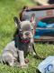 French Bulldog Puppies for sale in Schaumburg, Illinois. price: $3,200