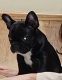 French Bulldog Puppies for sale in Indianapolis, Indiana. price: NA