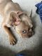 French Bulldog Puppies for sale in Fall River, Massachusetts. price: $1,800