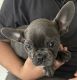 French Bulldog Puppies for sale in Tampa, Florida. price: NA
