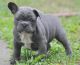 French Bulldog Puppies for sale in Daly City, CA, USA. price: $600