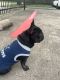 French Bulldog Puppies for sale in Houston, Texas. price: $2,700