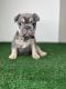 French Bulldog Puppies for sale in Tallahassee, Florida. price: $3,500