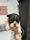 French Bulldog Puppies for sale in Topeka, KS, USA. price: $1,300