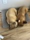 French Bulldog Puppies for sale in Rockton, Illinois. price: $2,000