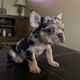 French Bulldog Puppies for sale in Pomona, California. price: $1,500