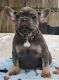 French Bulldog Puppies for sale in Arlington, Texas. price: $2,500