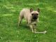 French Bulldog Puppies for sale in Springfield, Oregon. price: $500