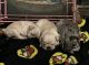 French Bulldog Puppies for sale in Huntsville, Texas. price: NA