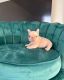 French Bulldog Puppies for sale in Bakersfield, California. price: $1,500