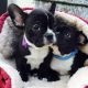 French Bulldog Puppies for sale in Pasadena, CA, USA. price: NA