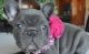 French Bulldog Puppies for sale in Paterson, NJ, USA. price: NA