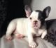 French Bulldog Puppies for sale in Kent, WA, USA. price: NA