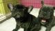 French Bulldog Puppies for sale in Grand Prairie, TX, USA. price: NA