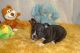 French Bulldog Puppies for sale in Winchester, KS 66097, USA. price: NA