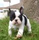 French Bulldog Puppies for sale in Durham, NC, USA. price: $500