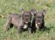 French Bulldog Puppies for sale in Naperville, IL, USA. price: NA