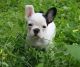 French Bulldog Puppies for sale in Barrington, RI, USA. price: $300