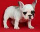 French Bulldog Puppies for sale in Adamstown, PA, USA. price: $260