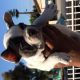 French Bulldog Puppies for sale in Fort Wayne, IN, USA. price: $340