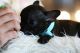 French Bulldog Puppies for sale in Oakland Park, FL, USA. price: NA