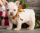 French Bulldog Puppies for sale in Delton, MI 49046, USA. price: NA