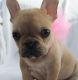 French Bulldog Puppies for sale in Bayville, Berkeley Township, NJ 08721, USA. price: NA
