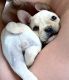 French Bulldog Puppies for sale in Norwalk, CA, USA. price: $300
