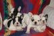 French Bulldog Puppies for sale in Alfred, ME 04002, USA. price: NA
