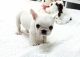 French Bulldog Puppies for sale in Concord, CA, USA. price: $500