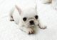 French Bulldog Puppies for sale in Round Rock, TX, USA. price: $500