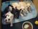 French Bulldog Puppies for sale in Billings, MT, USA. price: $300