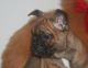 French Bulldog Puppies for sale in Sterling Heights, MI, USA. price: NA