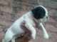 French Bulldog Puppies for sale in New Delhi, Delhi 110001, India. price: 40000 INR