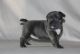 French Bulldog Puppies for sale in Clearwater, FL, USA. price: $500