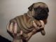French Bulldog Puppies for sale in Scottsdale, AZ, USA. price: $600