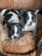 French Bulldog Puppies for sale in Mt Jackson, VA 22842, USA. price: $400