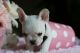 French Bulldog Puppies for sale in Oakland Park, FL, USA. price: NA