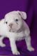 French Bulldog Puppies for sale in Beedeville, AR, USA. price: $400