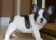 French Bulldog Puppies for sale in Amherstdale-Robinette, WV, USA. price: NA