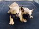 French Bulldog Puppies for sale in Jamaica, Queens, NY, USA. price: NA