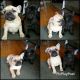 French Bulldog Puppies for sale in Sunnyvale, CA, USA. price: NA