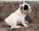 French Bulldog Puppies for sale in Mobile, AL, USA. price: NA