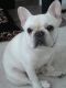 French Bulldog Puppies for sale in Gilbert, AZ, USA. price: $350