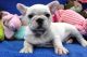 French Bulldog Puppies for sale in Brownsville, TX, USA. price: $500