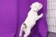 French Bulldog Puppies for sale in Reform, AL, USA. price: $400